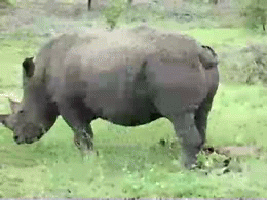 Gif animé rhinocéros urine